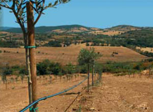 Irrigazione per oliveti